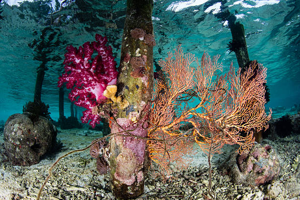 istock Colorful Life Underwater on Jetty in Raja Ampat 617596674