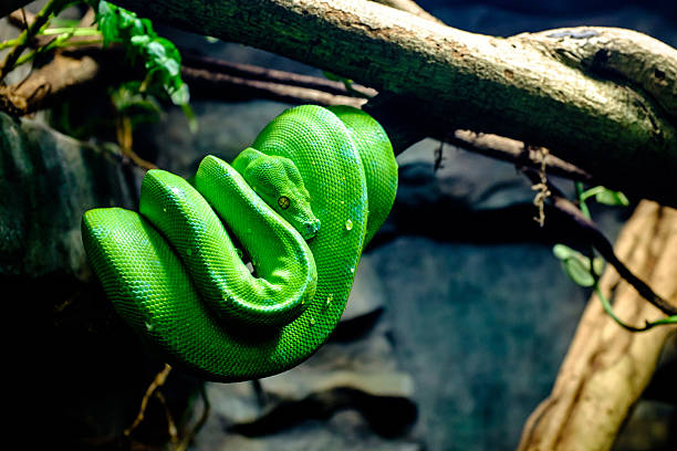 green tree python - snake wildlife tropical rainforest reptile stock-fotos und bilder