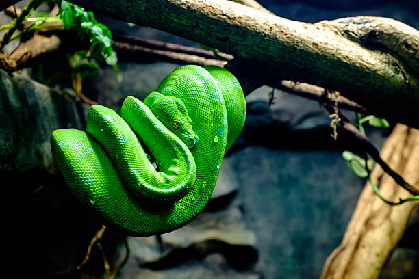초록나무비단뱀 - green tree python 뉴스 사진 이미지