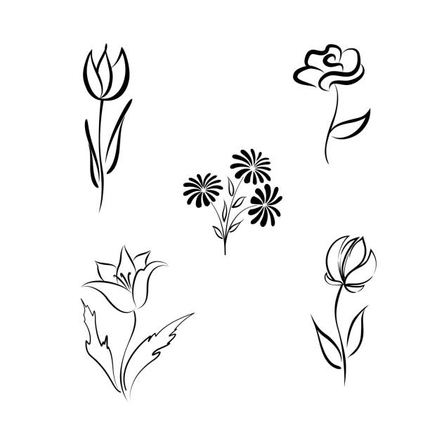 illustrations, cliparts, dessins animés et icônes de jeu de fleurs. éléments de conception florale dessinés à la main sur une seule ligne - single flower flower marguerite white background