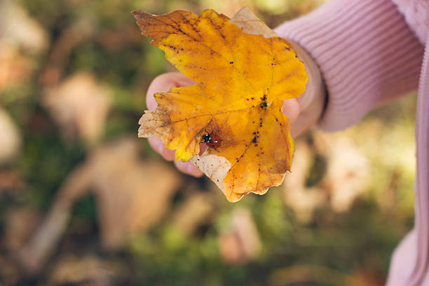 istock Autumn in the park 617596948