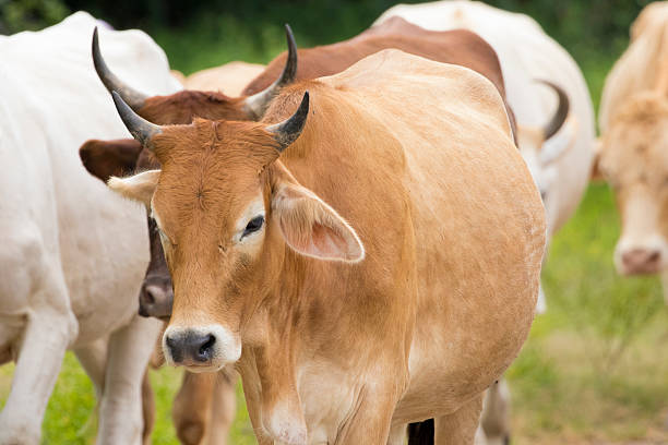 istock Image of brown cow on nature background. 617598900