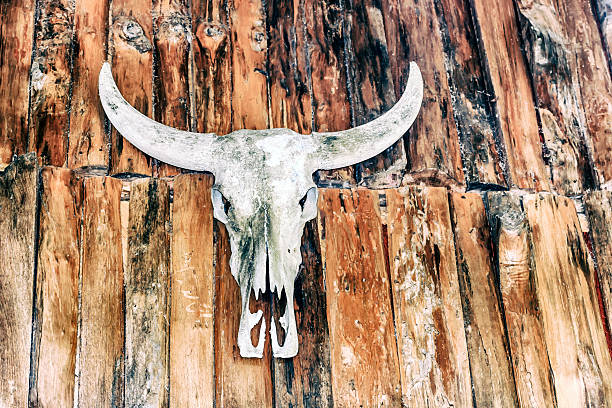 istock Buffalo skull on wooden wall 617599550
