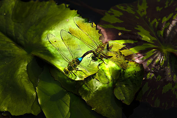 istock bright dragon fly on the lotus flower leaf 617601488