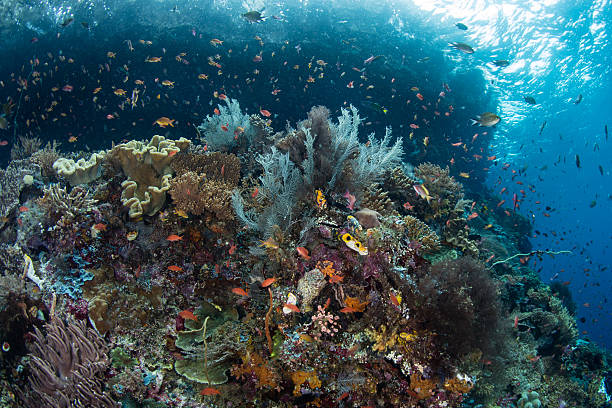 istock Vibrant Coral Reef in Raja Ampat 617604790