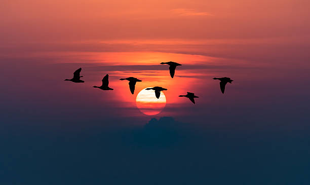 istock Geese flying against red sky background 617605844