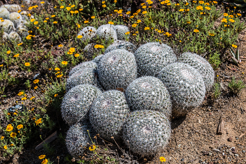 Owl's Eye Pincushion cactus plant, native to Mexico