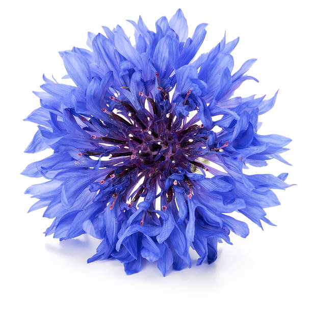 istock Blue Cornflower Herb or bachelor button flower head isolated 617607084