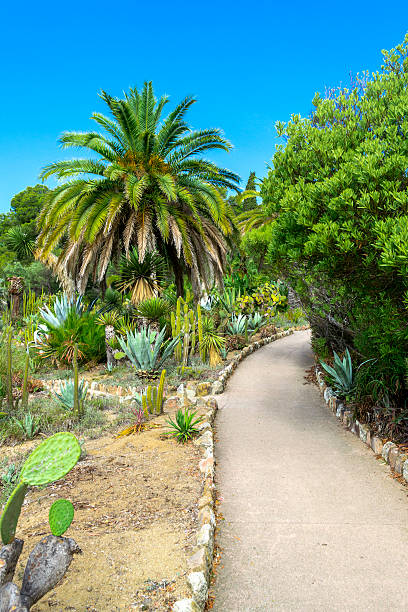 istock Cactus garden in the Lloret de mar 617607644