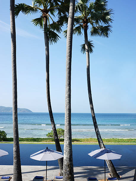 istock Tall Palm trees and sea view at a resort 617608460