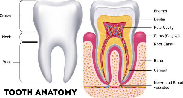 ilustraciones, imágenes clip art, dibujos animados e iconos de stock de infografía dental vectorial de la anatomía dental - conducto partes del cuerpo