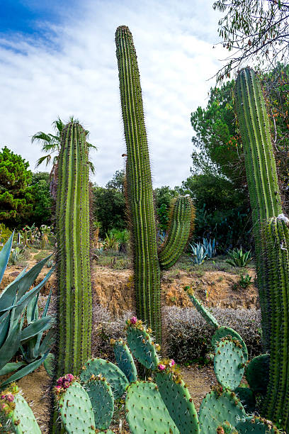 istock Cactus garden in the Lloret de mar 617733184