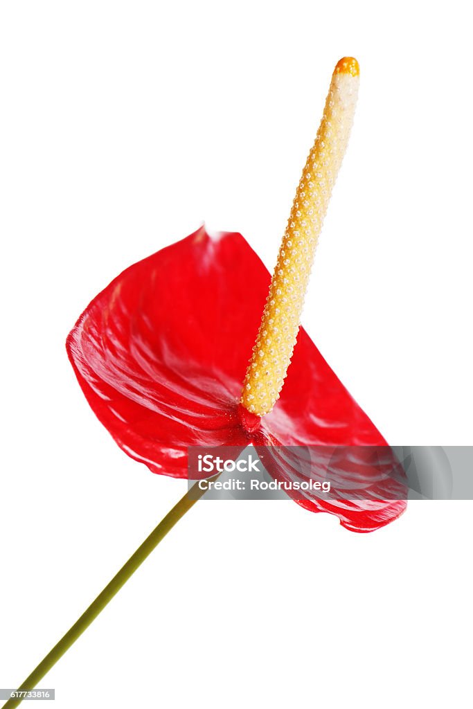 red anturium isolated on white background Red anturium isolated on white background. Closeup. Arum Family Stock Photo