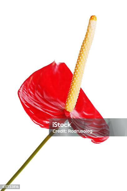 Red Anturium Isolated On White Background Stock Photo - Download Image Now - Arum Family, Beauty In Nature, Blossom