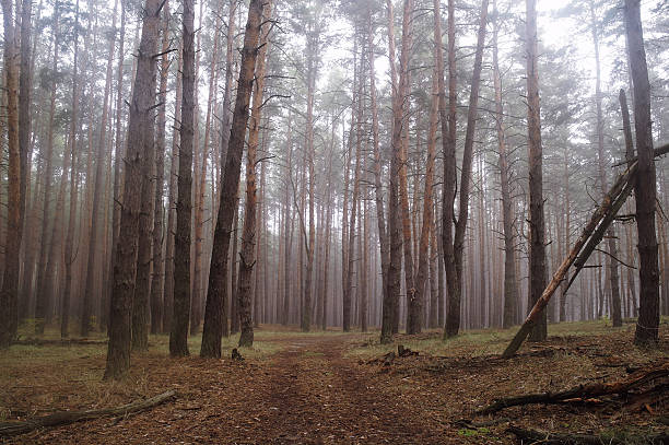 istock Pines in the forest with misty morning 617734468