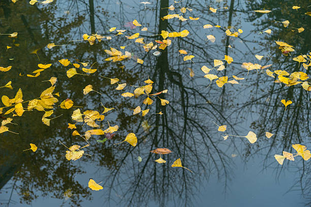 istock yellow leaves on the lake 617734494