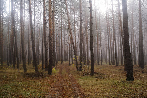 istock Pines in the forest with misty morning 617734516