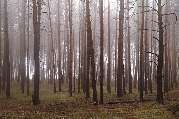 istock Pines in the forest with misty morning 617734552
