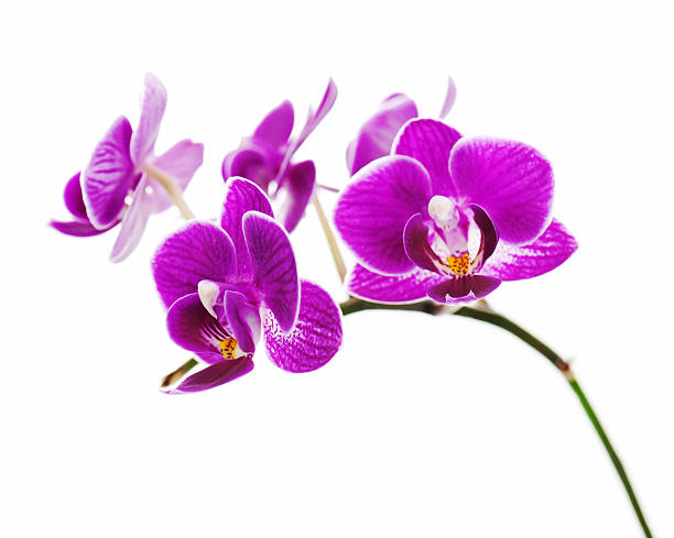 istock violet orchid isolated on white background 617734662