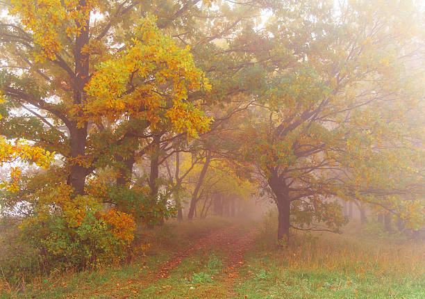 istock Pines in the forest with misty morning 617734718