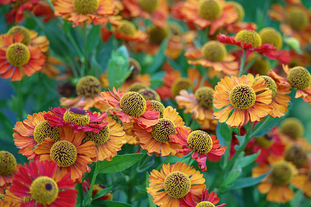 istock beautiful garden flowers 617734838
