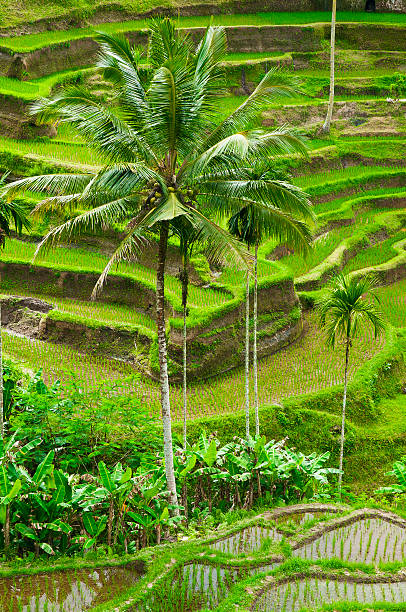 Rice Paddy Fields, Ubud, Island Bali, Indonesia