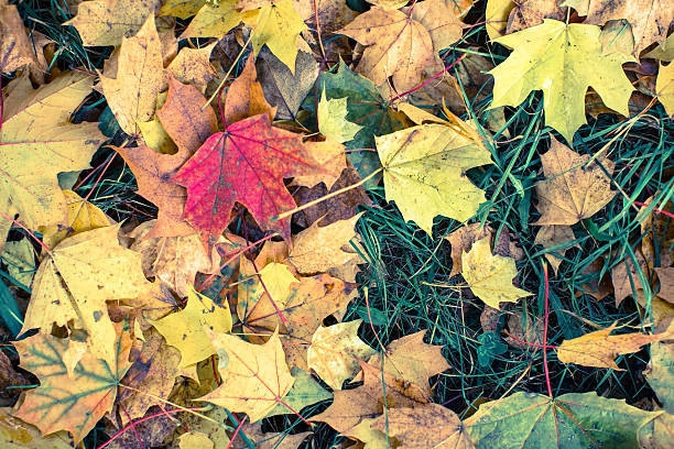 istock Fallen yellow and red leaves on green grass, 617734952