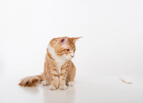 istock Maine Coon Cat. Studio photo shoot. 617735052