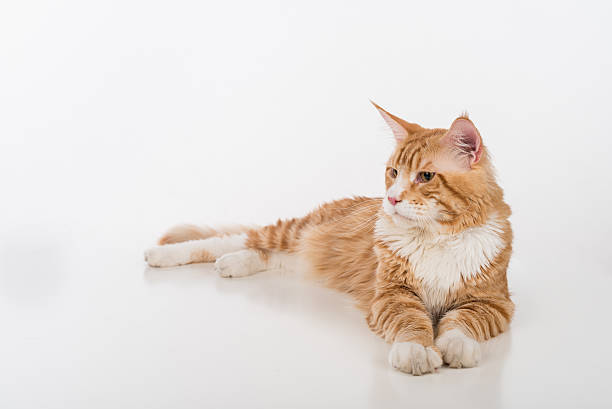 istock Maine Coon Cat. Studio photo shoot. 617735100