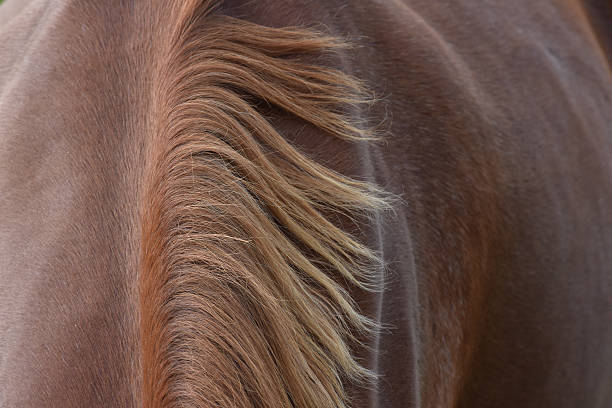 istock Brown horse hair 617735542