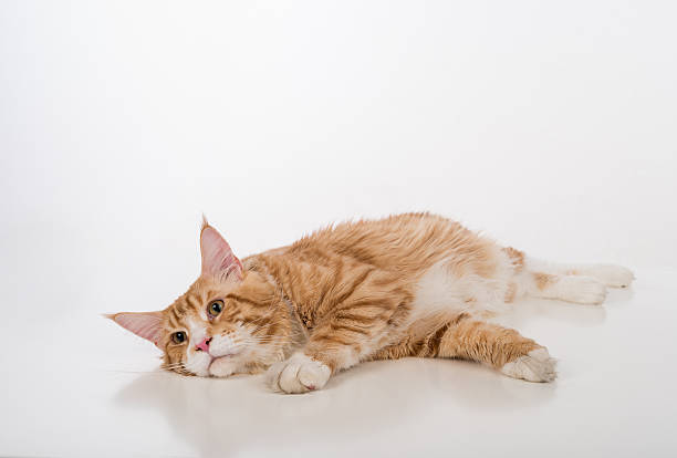 istock Maine Coon Cat. Studio photo shoot. 617736480