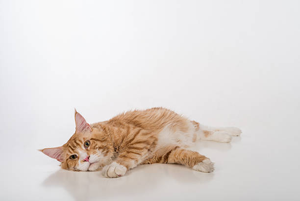istock Maine Coon Cat. Studio photo shoot. 617736518