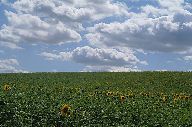 istock sunflower field and cloudy sky 617737542