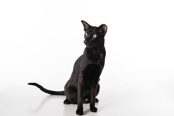 istock Black Oriental Shorthair Sitting on Table. Isolated on White Background 617737980