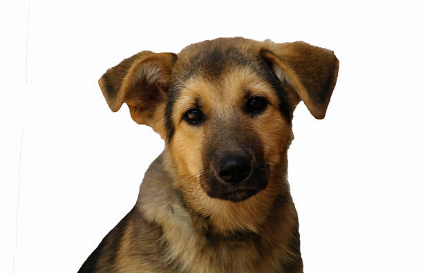 istock Portrait dog. isolated on white background 617738022