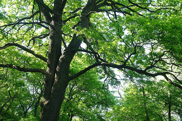 istock Sunny morning in a forest glade 617738342