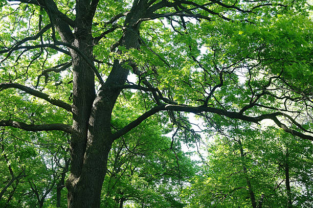 istock Sunny morning in a forest glade 617738390