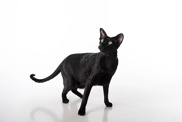 istock Black Oriental Shorthair Sitting on Table. Isolated on White Background 617738536