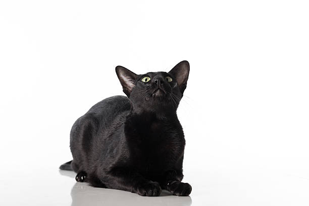 istock Black Oriental Shorthair Sitting on Table. Isolated on White Background 617738642