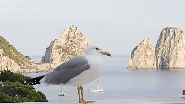 istock KING OF CAPRI 617738818