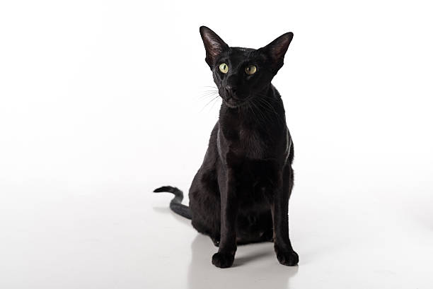 istock Black Oriental Shorthair Sitting on Table. Isolated on White Background 617738952