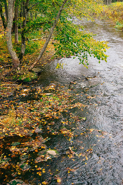 istock Small stream with fallen leaves by autumn time 617740014