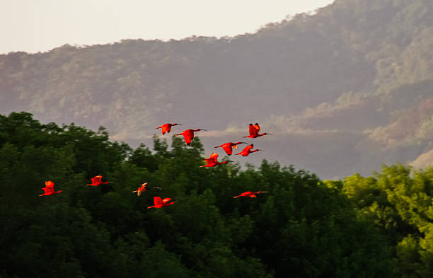 Flying Scarlet ibises in Caroni Swamp national park, TnT Flying Scarlet ibises in Caroni Swamp national park, Trinidad and Tobago tobago stock pictures, royalty-free photos & images