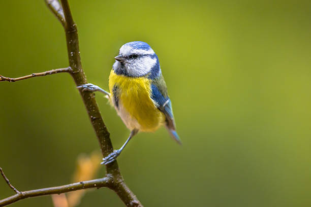 Blue Tit perched on a tree branch with out of focus background and copy space.
