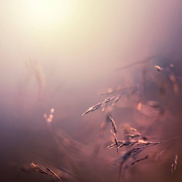 Magical nature Close up of wildflowers in the field. sunset dew stock pictures, royalty-free photos & images