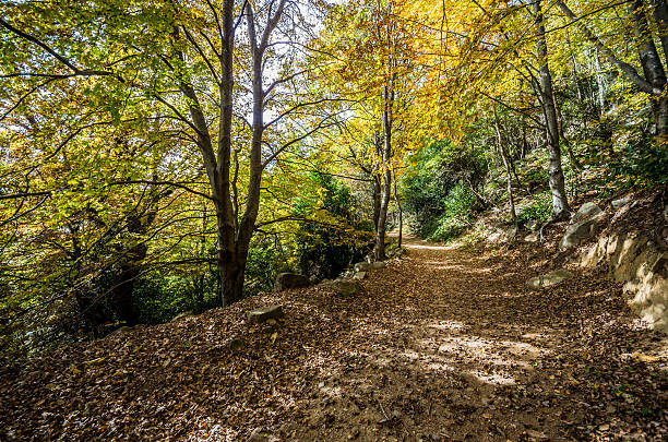 footpath into the forest. Montseny, Spain
