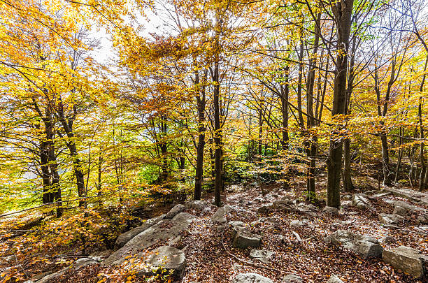 istock forest tree autumn montseny santa fe sun horizontal wide angle 617741566