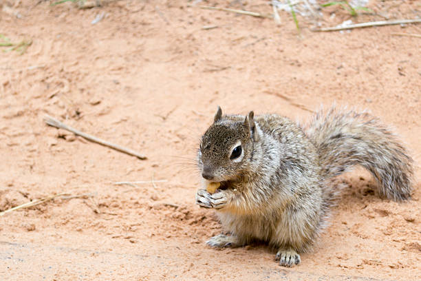 istock Squirrel at Zion National Park 617741776