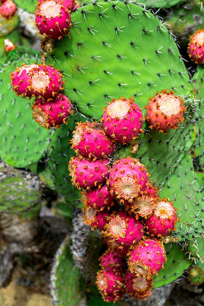 istock Cactus garden in the Lloret de mar 617741958