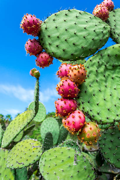 istock Cactus garden in the Lloret de mar 617742650
